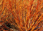 Salix alba Yelverton